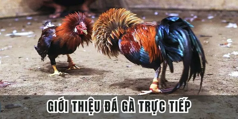 Khái quát nhanh về hình thức đá gà trực tiếp