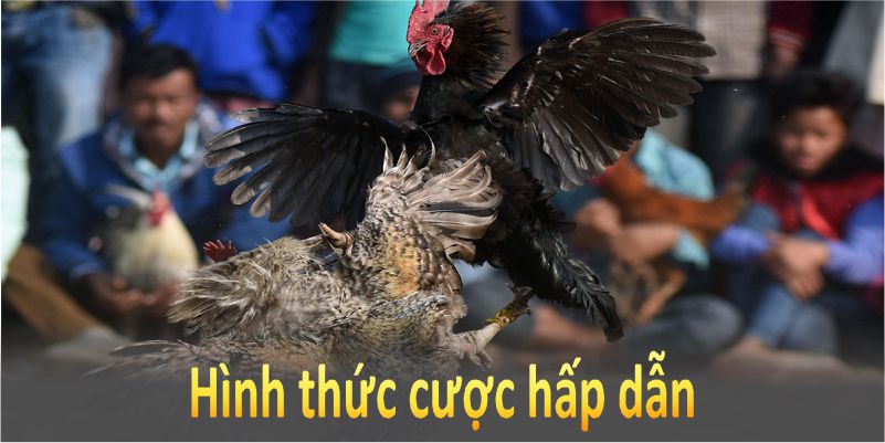 Đá gà cựa dao là hình thức cược hấp dẫn, kịch tính và đầy chiến thuật