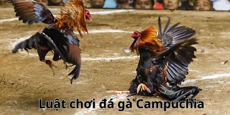 Quy luật khi tham gia đá gà Campuchia