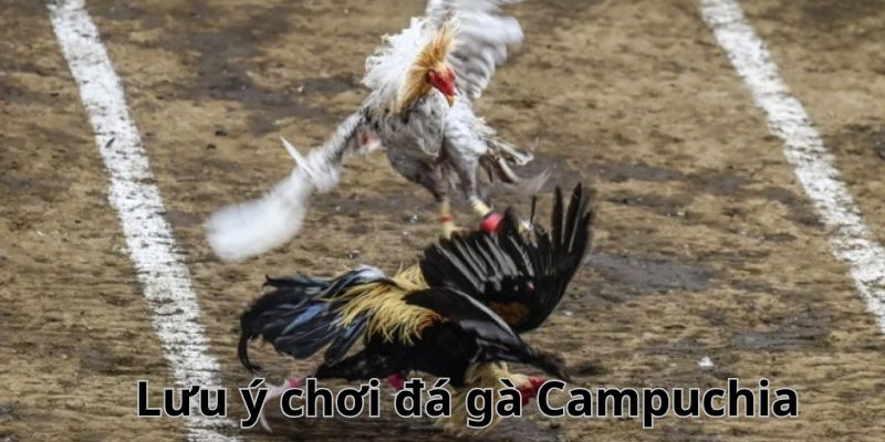 Hội viên cần lưu ý những quy định trong đá gà Campuchia