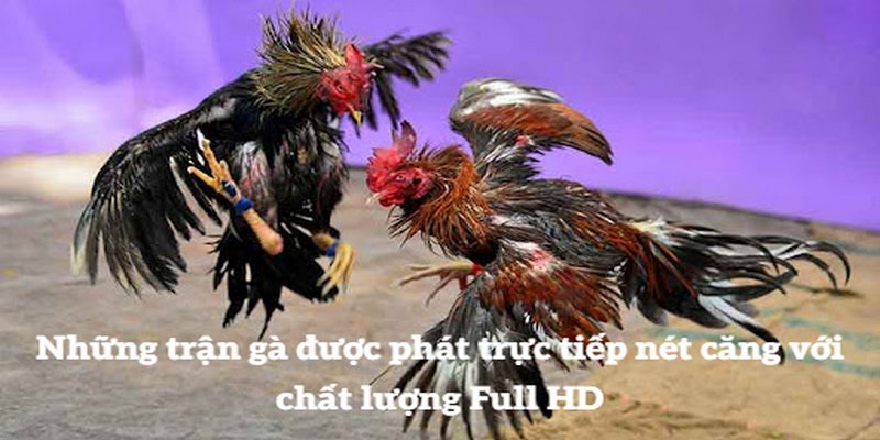 Những trận gà được phát trực tiếp nét căng với chất lượng Full HD