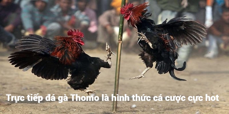 Trực tiếp đá gà Thomo là hình thức cá cược cực hot