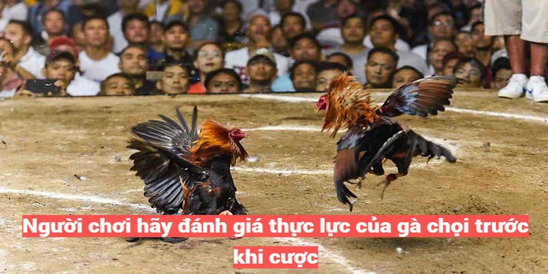 Người chơi hãy đánh giá thực lực của gà chọi trước khi cược